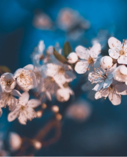 桜の花のクローズアップ